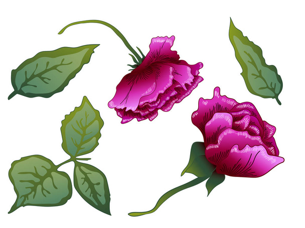 Vector Purple Rose floral botanical flower. Purple engraved ink art. Isolated rose illustration element. - Vector, Image