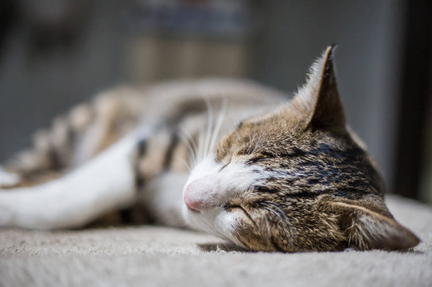 Αξιολάτρευτη χνουδωτή παραδοσιακή γκρι γάτα έλκηθρο σε κουβέρτα, Kitty γάτα - Φωτογραφία, εικόνα