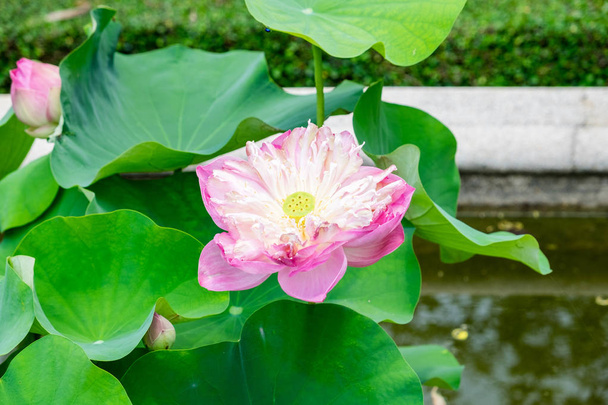 Rosa loto, nenúfar, flor abierta hermosa en la piscina
 - Foto, Imagen