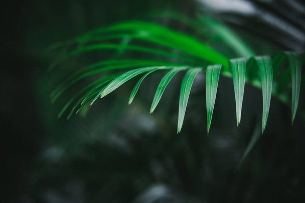 Deep dark green palm leaves pattern. Creative layout, toned image filter effect - Photo, Image