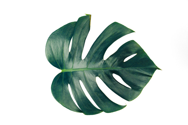 Monstera leaf isolated on white background with clipping path. Palm leaf, Real tropical jungle foliage Swiss cheese plant. Art and watercolor concept. Flat lay and top view. - Fotó, kép