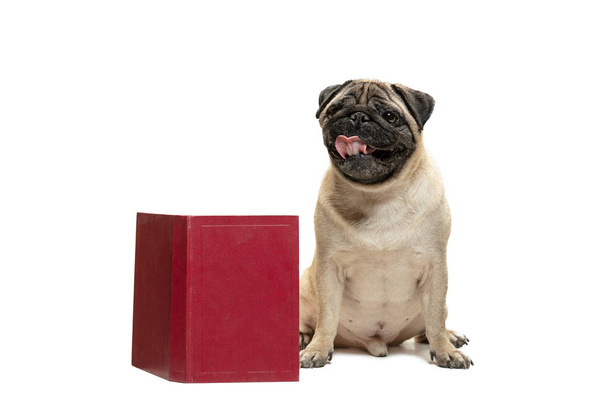 Beyaz arka plan üzerinde kitap yığınları arasında oturarak akıllı akıllı pug köpek yavrusu - Fotoğraf, Görsel
