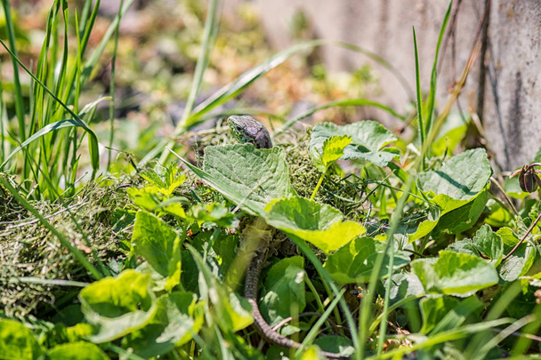 Kertenkele (lacerta agilis) bahçe yeşil çim, doğal kamuflaj, vahşi doğa hayvan arka plan - Fotoğraf, Görsel