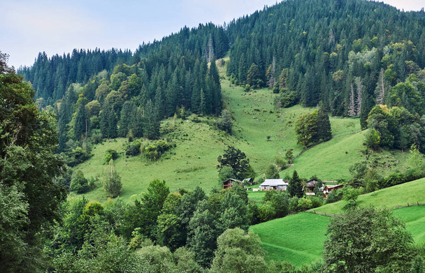 森林を持つ山。カルパチア山脈,ウクライナ,ヨーロッパ - 写真・画像