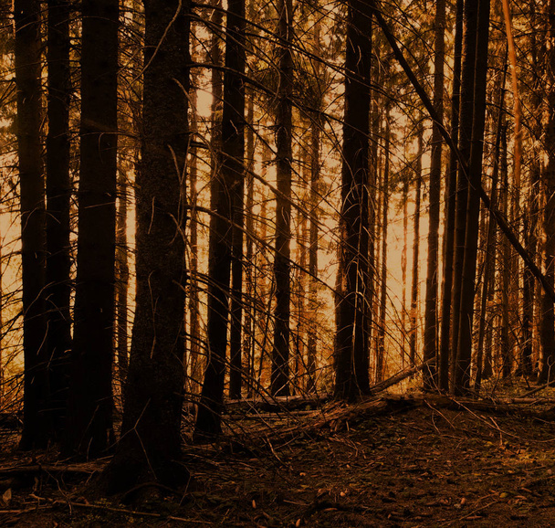 vintage forest background texture - 写真・画像
