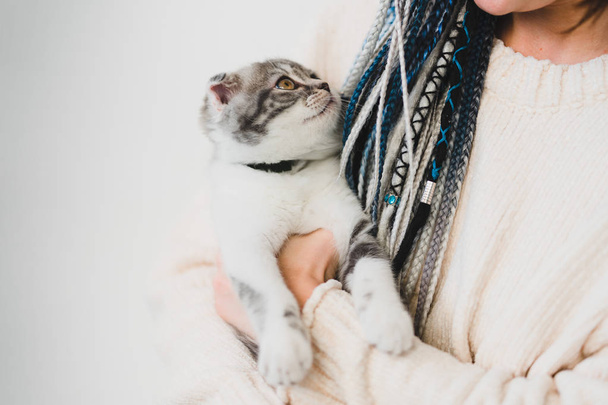 Schattige kleine grijze Scottish Fold kitten op zoek  - Foto, afbeelding