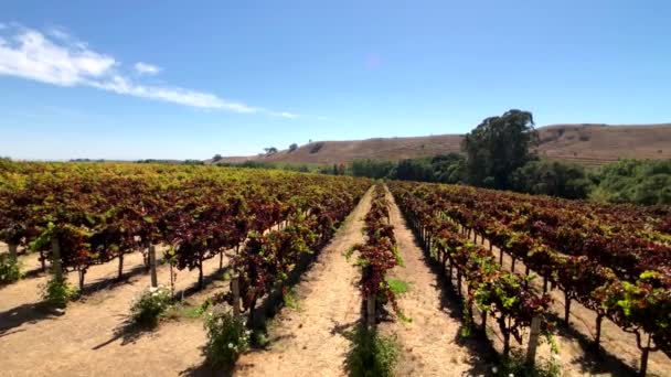 Vineyard landscape at Napa valley - Footage, Video