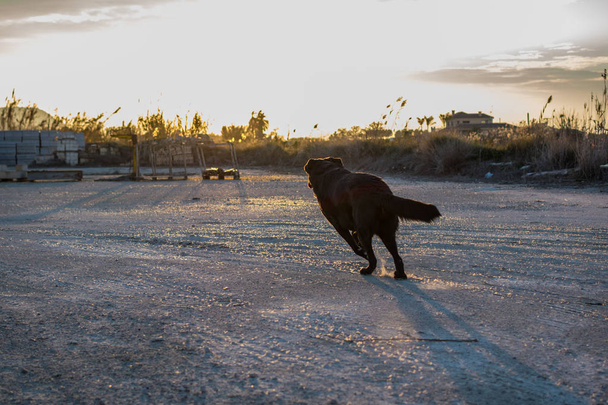 Το ειδυλλιακό σκηνικό του μαύρου μαντρόσκυλο τρέχει πάνω από τα κομμάτια κατά το ηλιοβασίλεμα. - Φωτογραφία, εικόνα