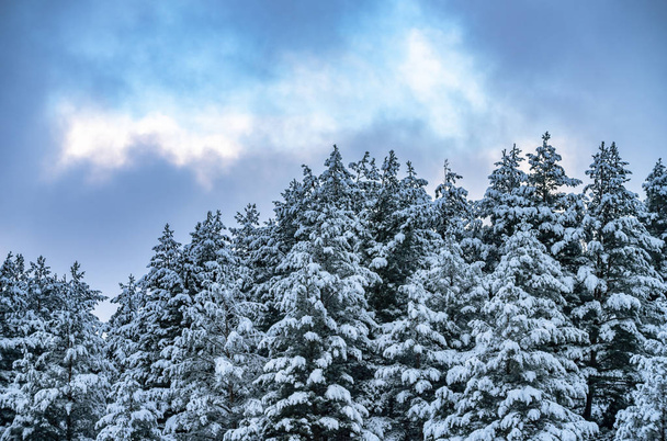 Forest scène van besneeuwde dennenbomen met bewolkte achtergrond. - Foto, afbeelding