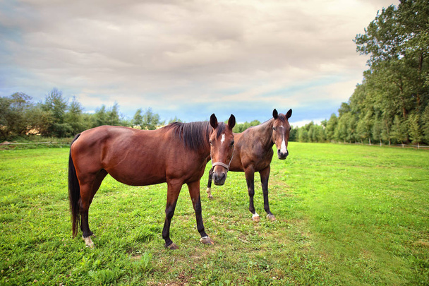 herd of horses on green grass - Foto, imagen