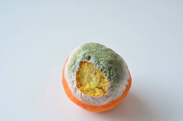 Rotten, moldy orange with damaged bark and covered with green and white mold over white background, top view - Photo, Image