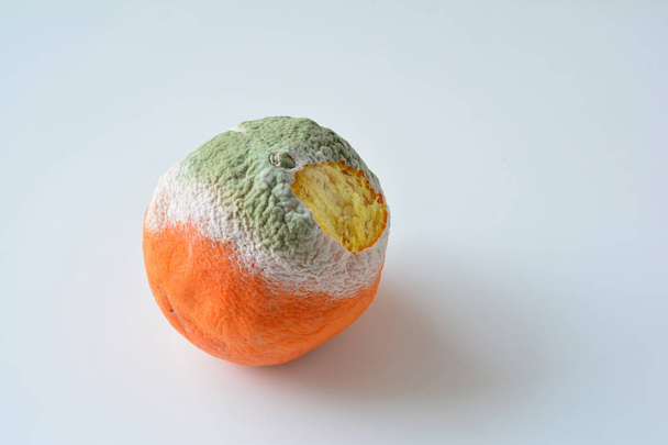 Moldy orange with damaged bark and covered with white and green mold over white background - Photo, Image