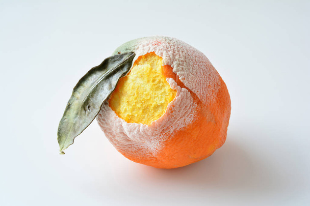 Гнилой оранжевый с сухим листом, поврежденной корой и покрытой белой плесенью изолированы на белом фоне
 - Фото, изображение