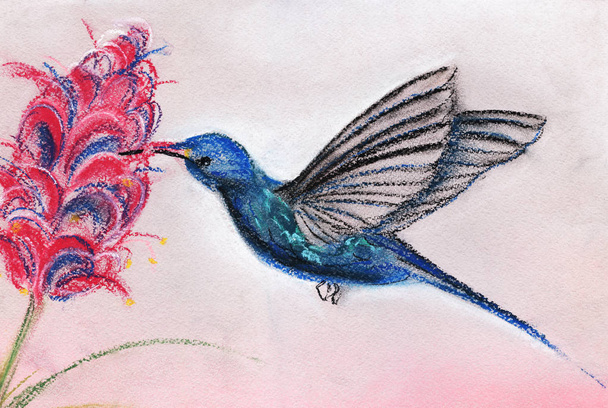 A blue hummingbird bird on a pink background pollinates a bright exotic flower. Drawing in hands on textural paper pastel illustration - Fotografie, Obrázek