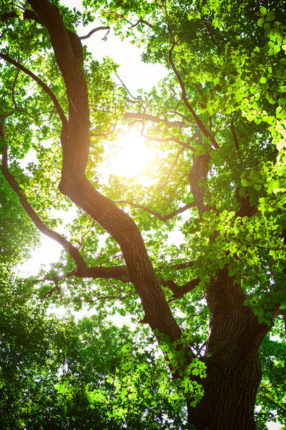 forest trees nature green wood sunlight backgrounds - Photo, image