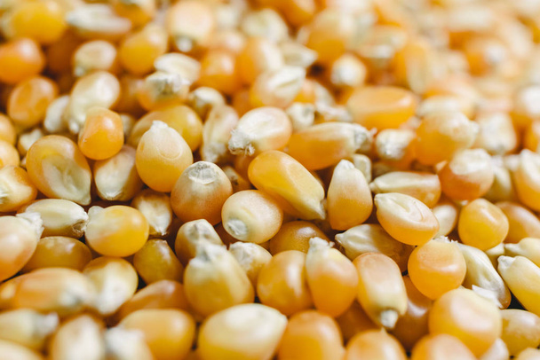 Dry corn kernels to make popcorn - Foto, immagini