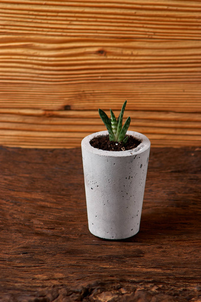 green plant in a concrete pot, creative home decoration - Foto, Imagem