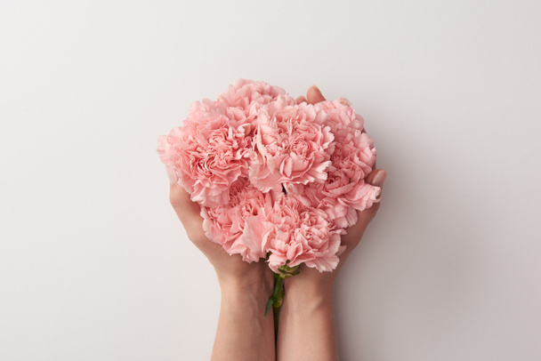 tiro recortado de mujer sosteniendo hermosas flores de clavel rosa aisladas en gris
  - Foto, imagen