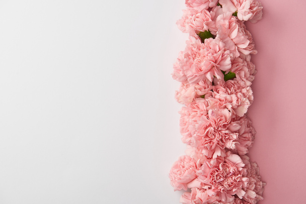 vista superior de hermosas flores de clavel rosa aisladas sobre fondo gris
    - Foto, imagen
