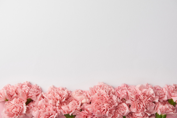 vista dall'alto di bei fiori di garofano teneri isolati su sfondo grigio
    - Foto, immagini
