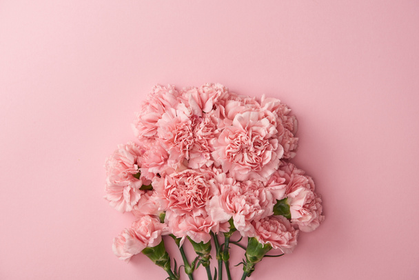 beautiful pink carnation flowers isolated on pink background  - Foto, afbeelding