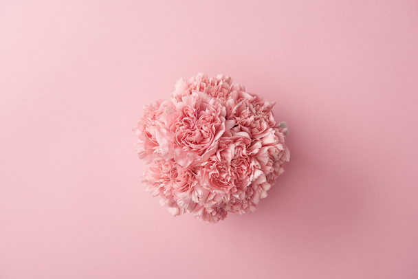 top view of beautiful tender pink carnation flowers isolated on pink background - Fotografie, Obrázek