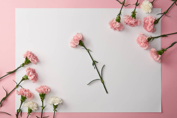 beautiful tender pink and white carnation flowers and blank card on pink background  - Fotografie, Obrázek