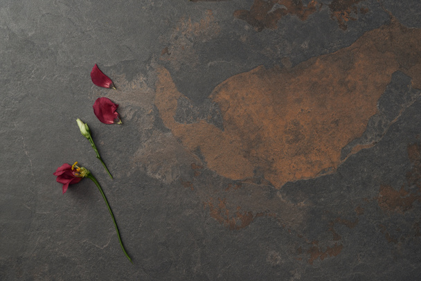 top view of beautiful eustoma flowers and petals on dark background - Fotó, kép