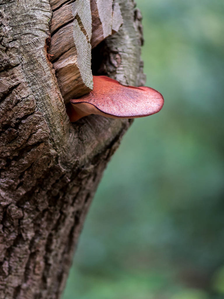 Champiñón rojo llamado hongo de carne de res, también conocido como poliporas de carne de res o lengua de buey
 - Foto, imagen