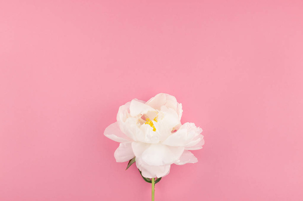 Blooming white peony flowers on pastel color paper background with copy space in minimal style, template for postcard, lettering, text your design. Wedding invitation and celebration greeting concept - Foto, imagen