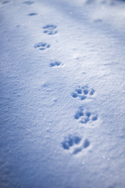 青い影と雪の足跡 - 写真・画像