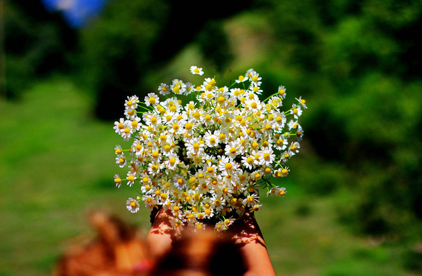 Chamomile fresh herbal plant bouquet   - Photo, Image