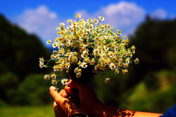 Kamille frische Kräuterpflanze Bouquet   - Foto, Bild
