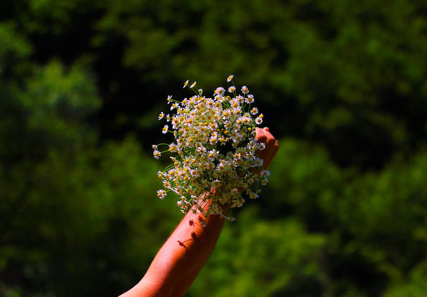 Chamomile fresh herbal plant bouquet   - Photo, Image