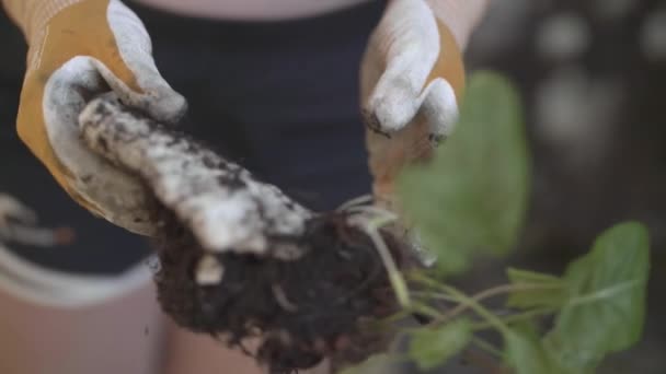 bir ayak üstünde bir styrofoam yaşayan bir bitki bazen hayatta biz bizi öldürmenin göründüğü için sadık - Video, Çekim