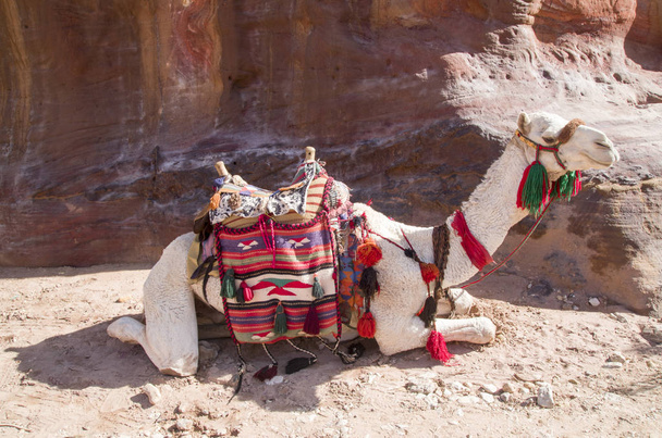 Camelo para um passeio com sela ornamentada na antiga Petra, Jorda
 - Foto, Imagem