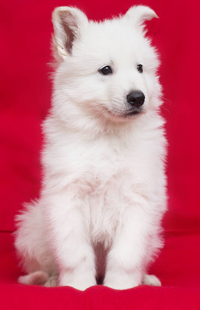 white swiss shepherd puppy looking on red background - Photo, Image