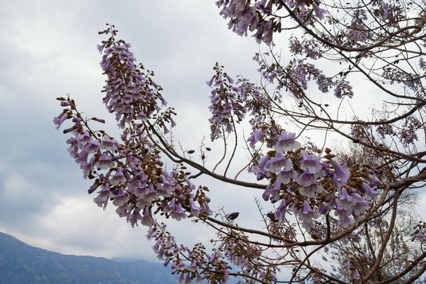 Ramos de uma árvore de Paulownia tomentosa em flor em um dia de primavera nublado. Montenegro
 - Foto, Imagem