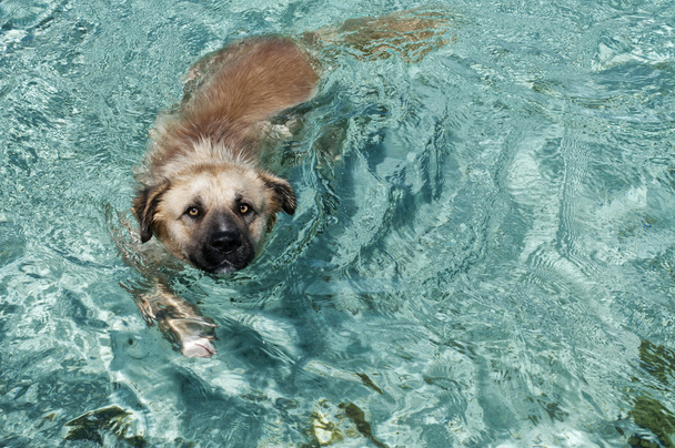 ein Hund schwimmt im tropischen kristallklaren polynesischen Meerwasser - Foto, Bild