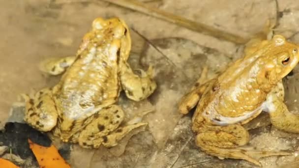 Common toad during reproduction - Felvétel, videó