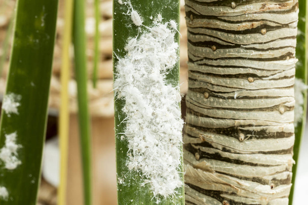 Mealybugs (pitkähäntäinen pseudokokki) palmun lehdellä. - Valokuva, kuva