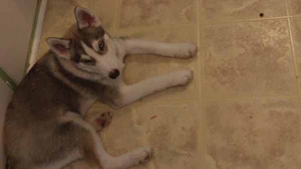 siberian husky puppy laying on ground in kitchen - Felvétel, videó