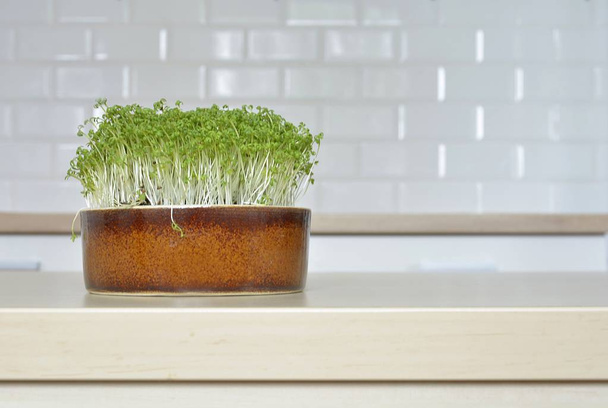 sprouts garden cress in a bowl - Photo, Image