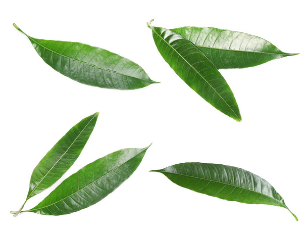 Composition of fresh mango leaves on white background, top view - Foto, Imagem