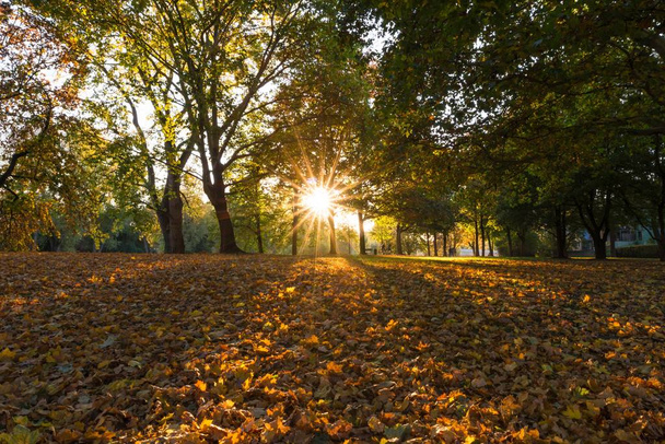 Останній сонячними променями восени Регенсбург, Німеччина - Фото, зображення