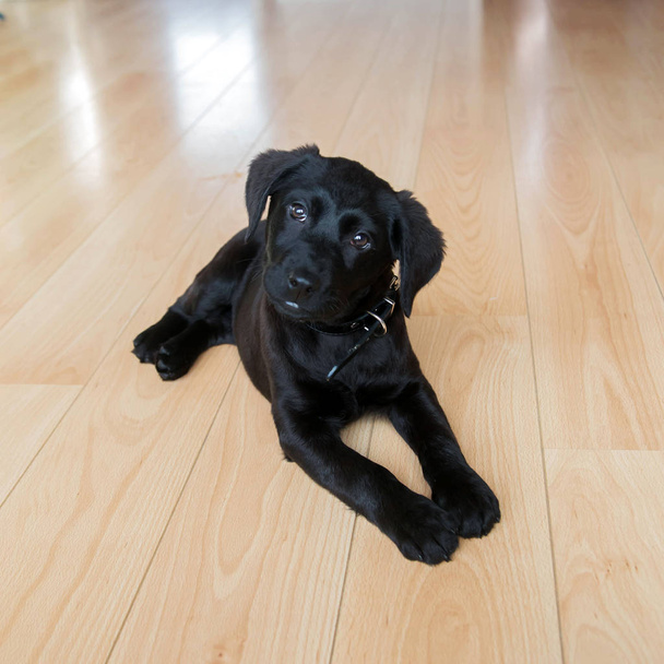 Labrador Retriever Welpe liegt auf dem Boden und blickt in die Kamera. Niedlichen kleinen schwarzen Labrador Retriever Hund. Haustier. Hund ist der beste Freund des Menschen. - Foto, Bild