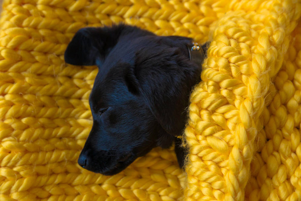 Roztomilý malý mazlíček Labrador retrívr štěně spí. Labradorský retrívr pes dítě zabalené v žlutá teplá Pletená deka. Koncepce pohodlí, teplo a domácí péče. - Fotografie, Obrázek
