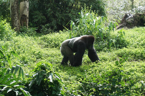 Alpha-Männchen: schwierig zu fokussieren, wenn ein Silberrücken-Gorilla Meter entfernt ist - Foto, Bild