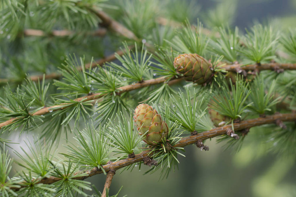 Young larch cones illuminated by the sun. - Photo, Image