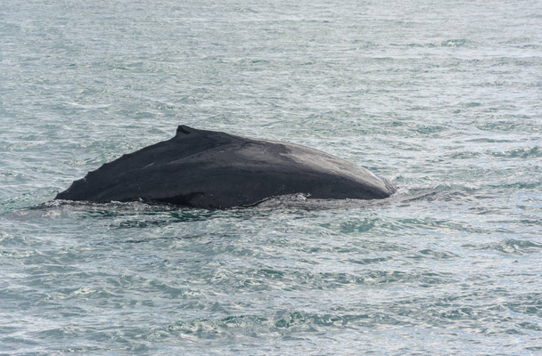Горбатые киты ныряют с фьордом на заднем плане
 - Фото, изображение